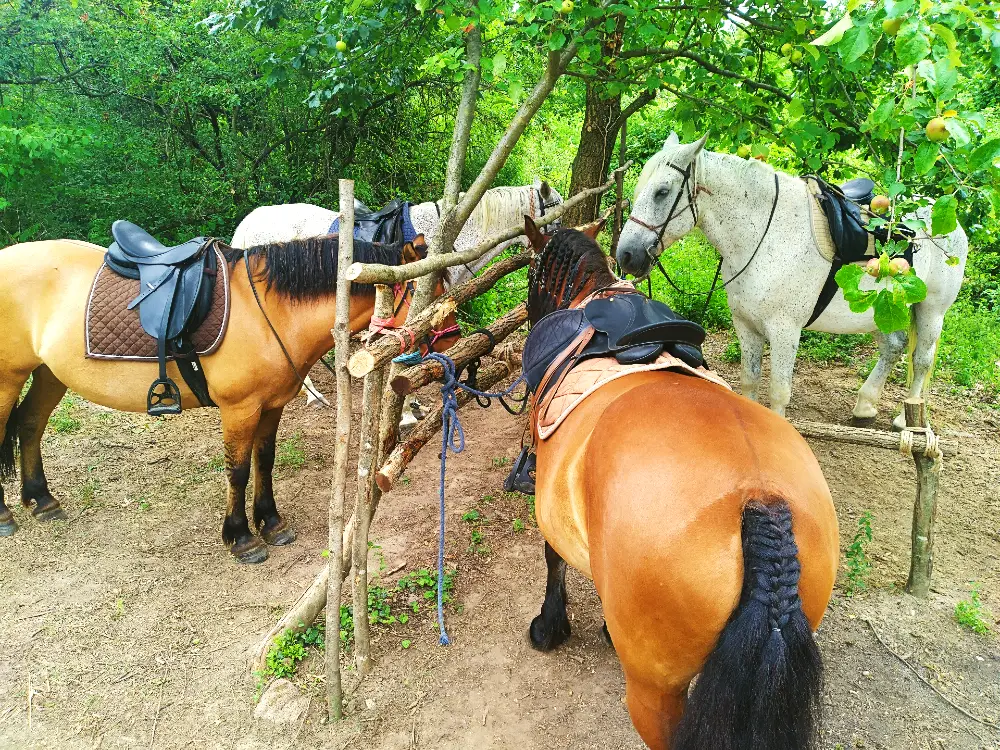 Four horses tied up and waiting for riders.