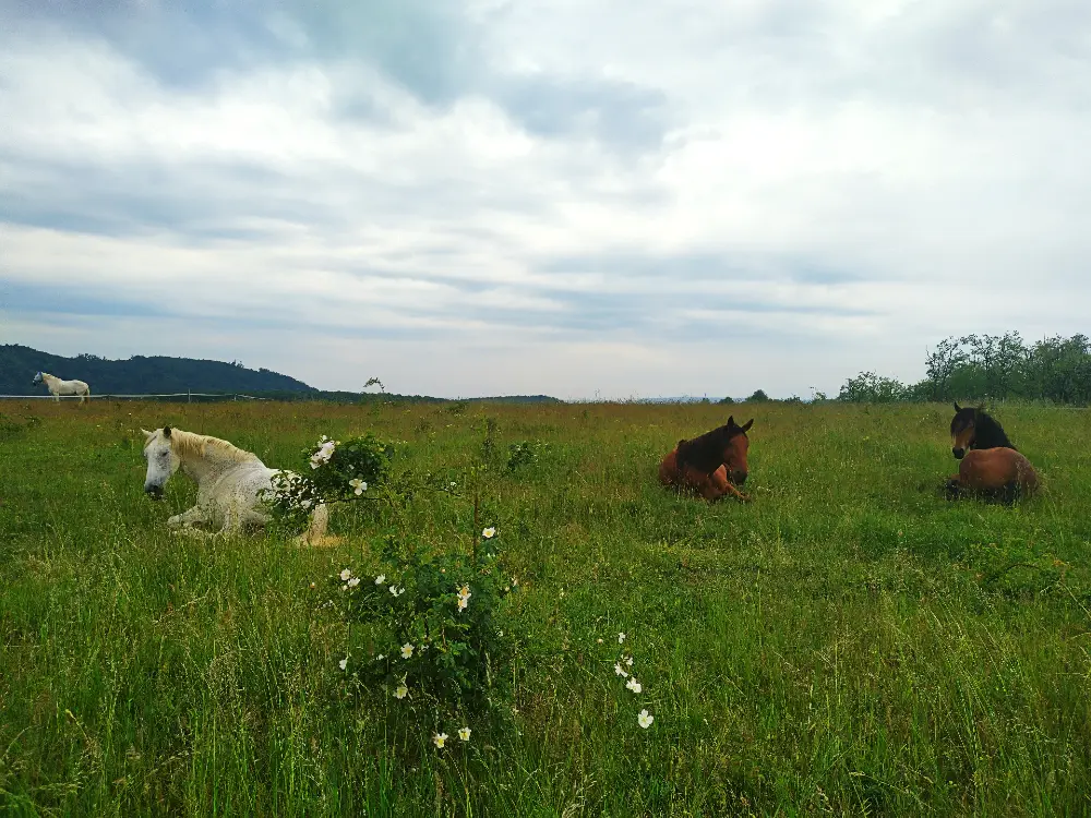 Herd of horses sleeping in a field.