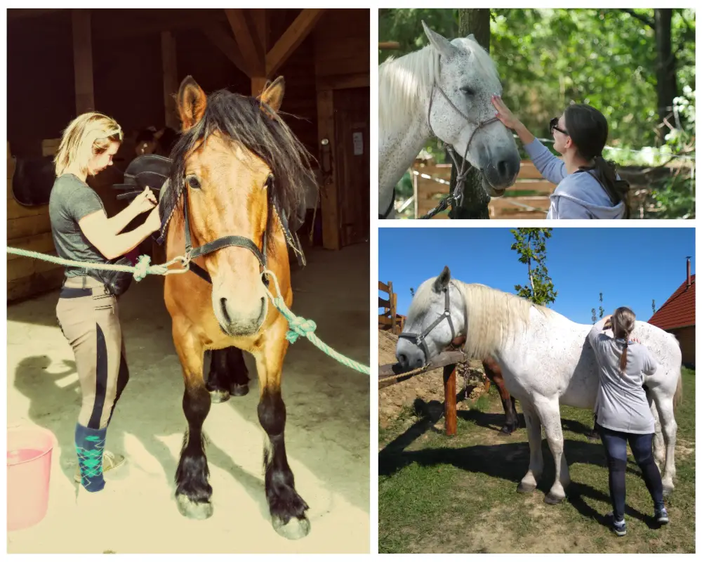 Adults brushing and petting horses.