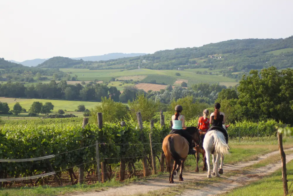 Horse riders on the road next to fields.